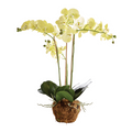 30" Faux Phalaenopsis Orchid Drop In - The Well Appointed House