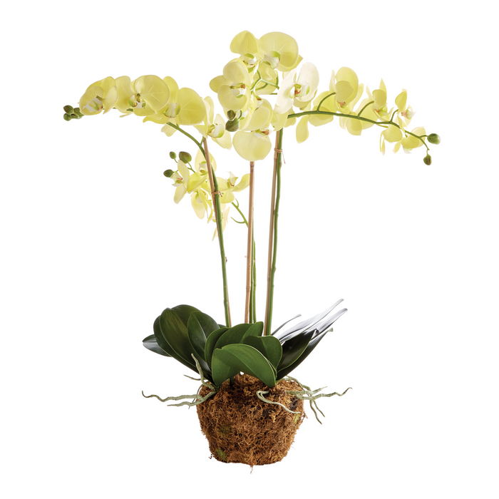 30" Faux Phalaenopsis Orchid Drop In - The Well Appointed House
