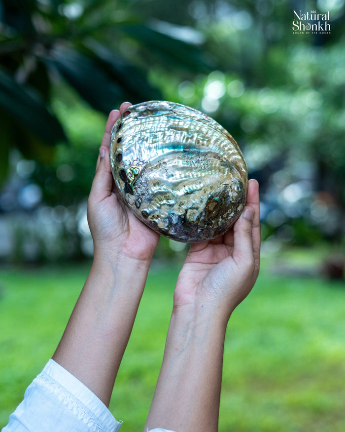 Abalone Seep - For Jewelry and Accessories