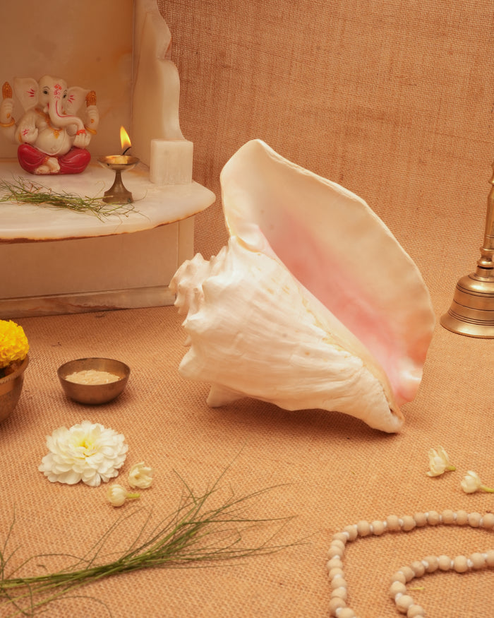 Annapurna Pink Conch