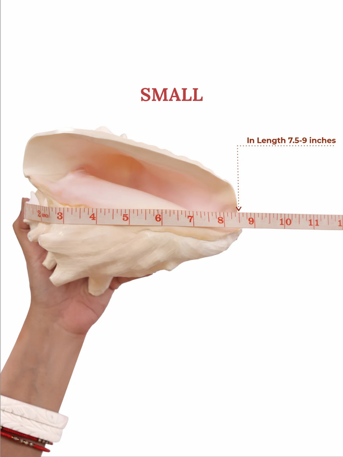 Annapurna Pink Conch