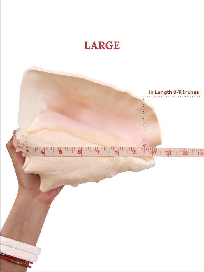 Annapurna Pink Conch