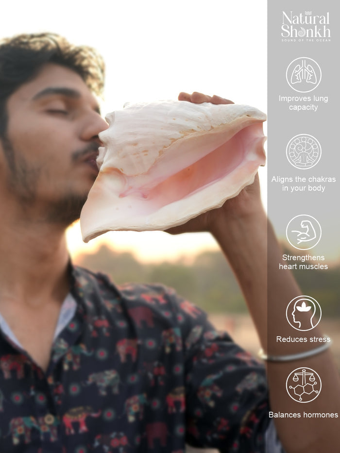 Annapurna Pink Conch