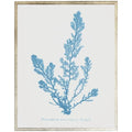 Blue Coral Framed Wall Art 3 - Paintings - The Well Appointed House