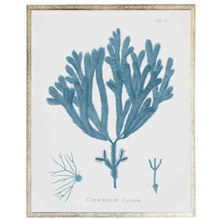 Blue Coral Framed Wall Art 4 - Paintings - The Well Appointed House