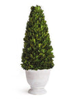 Boxwood Cone Topiary in Pot - Florals & Greenery - The Well Appointed House