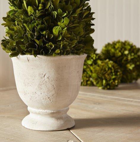 Boxwood Cone Topiary in Pot - Florals & Greenery - The Well Appointed House
