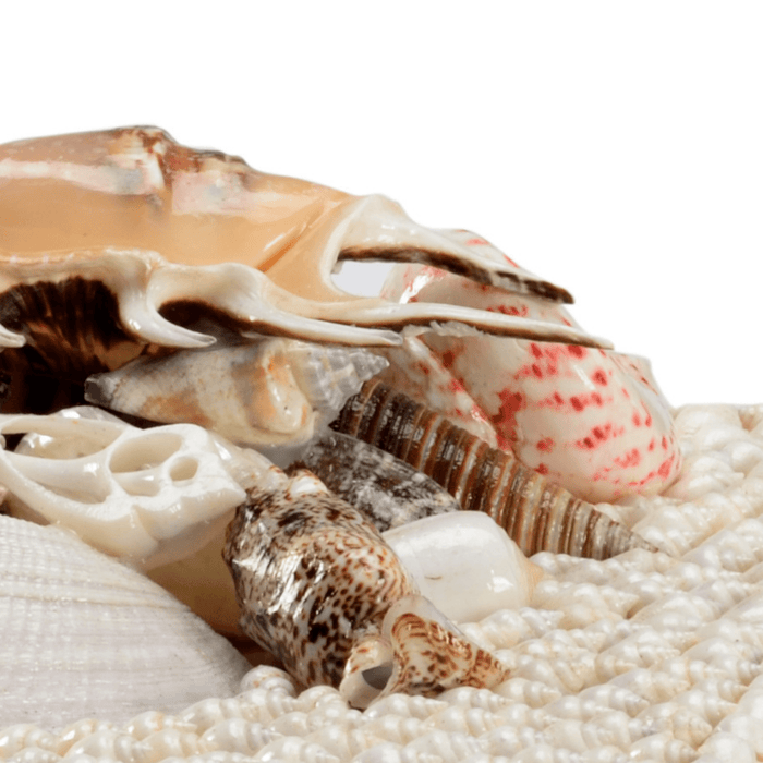 Coastal White Shell Set of Two Decorative Boxes - Decorative Boxes - The Well Appointed House