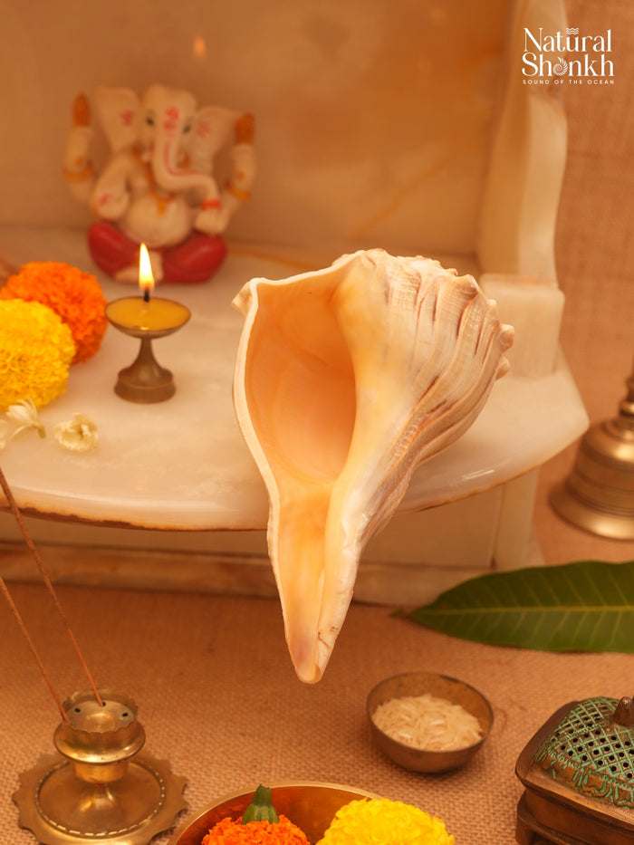 Dakshina-Varti Lakshmi Shankh (Natural Colour)