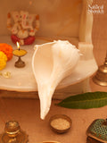 Dakshina-Varti Lakshmi Shankh (White Colour)