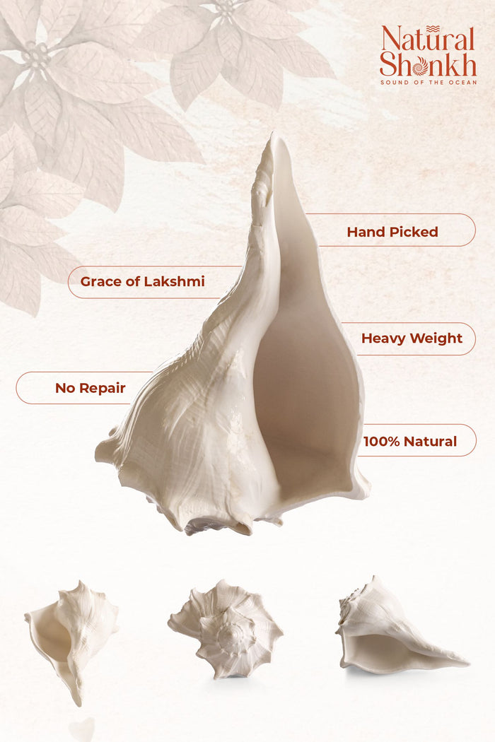 Dakshina-Varti Lakshmi Shankh (White Colour)