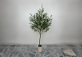 Elegant Mediterranean Olive