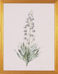 Lavender Fritillaria Botanical Lithograph Wall Art in Gold Wood Frame - Paintings - The Well Appointed House