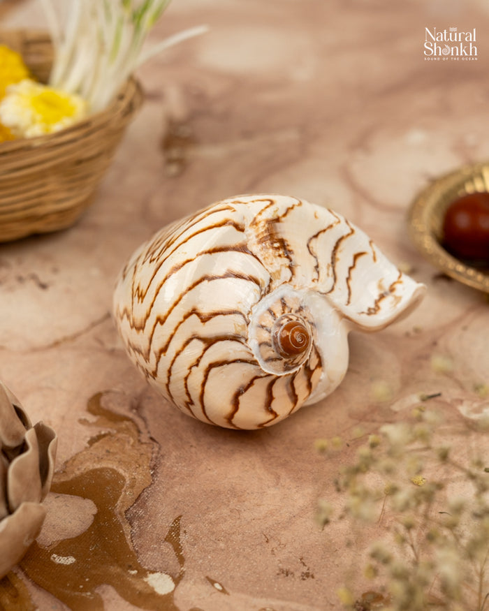Melo Melo - Home Decor and Gifting Shell