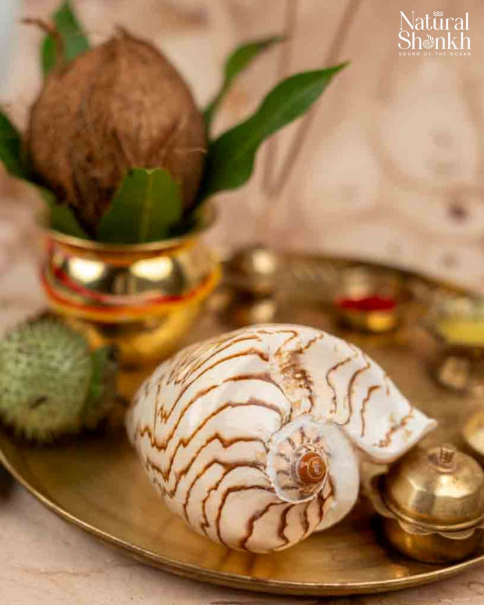 Melo Melo - Home Decor and Gifting Shell