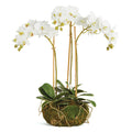 Mini Faux White Phalaenopsis Orchid Drop-in Arrangement - Well Appointed House