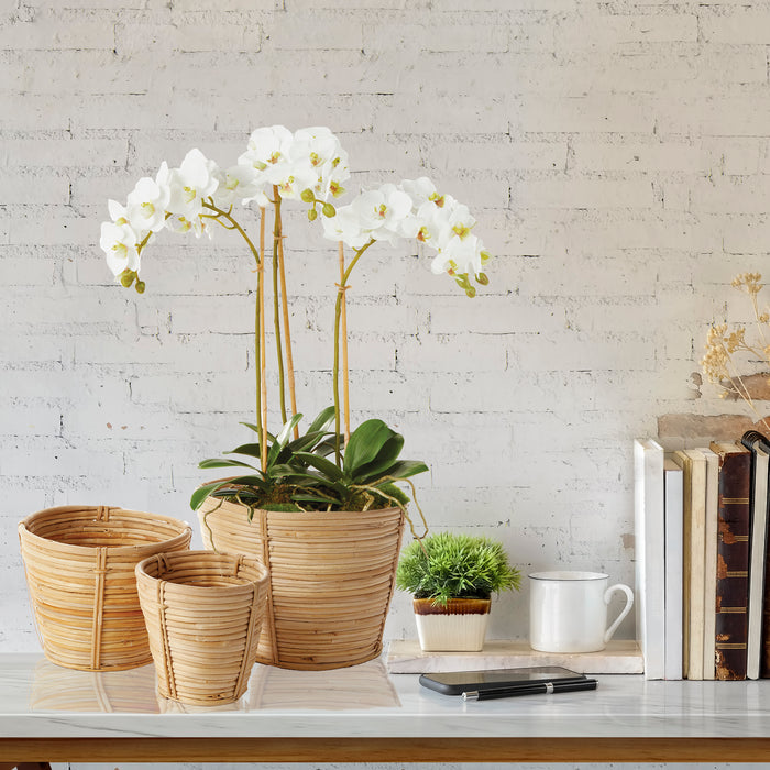 Mini Faux White Phalaenopsis Orchid Drop-in Arrangement - Well Appointed House