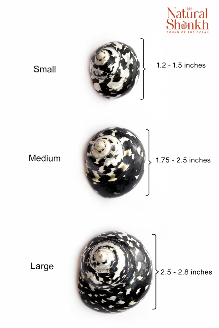 Natural Black Moti (Pair) - For Statement Decor and Gifting