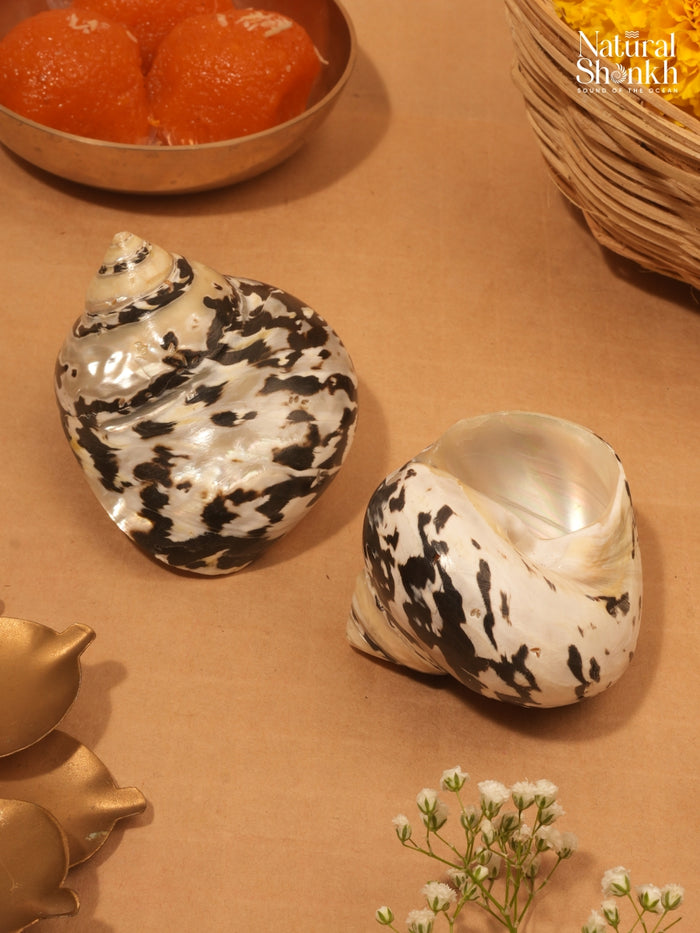 Natural Black Moti (Pair) - For Statement Decor and Gifting