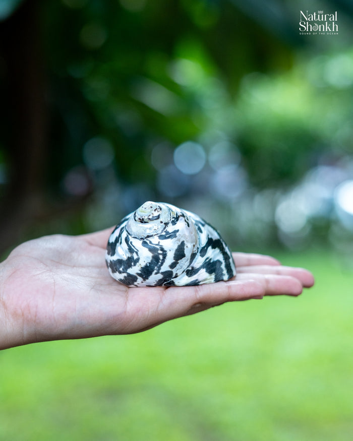 Natural Black Moti (Pair) - For Statement Decor and Gifting