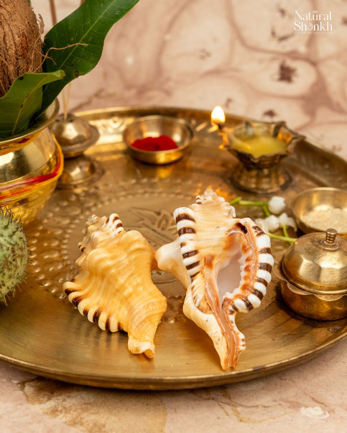 Natural Ganesh Shankh (Pair) - For Wealth and Puja
