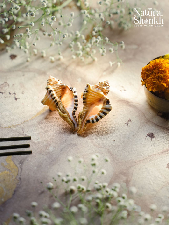 Natural Ganesh Shankh (Pair) - For Wealth and Puja