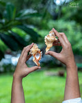 Natural Ganesh Shankh (Pair) - For Wealth and Puja