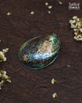 Natural Rare Abalone Seep (Multi Colour) - For Statement Decor