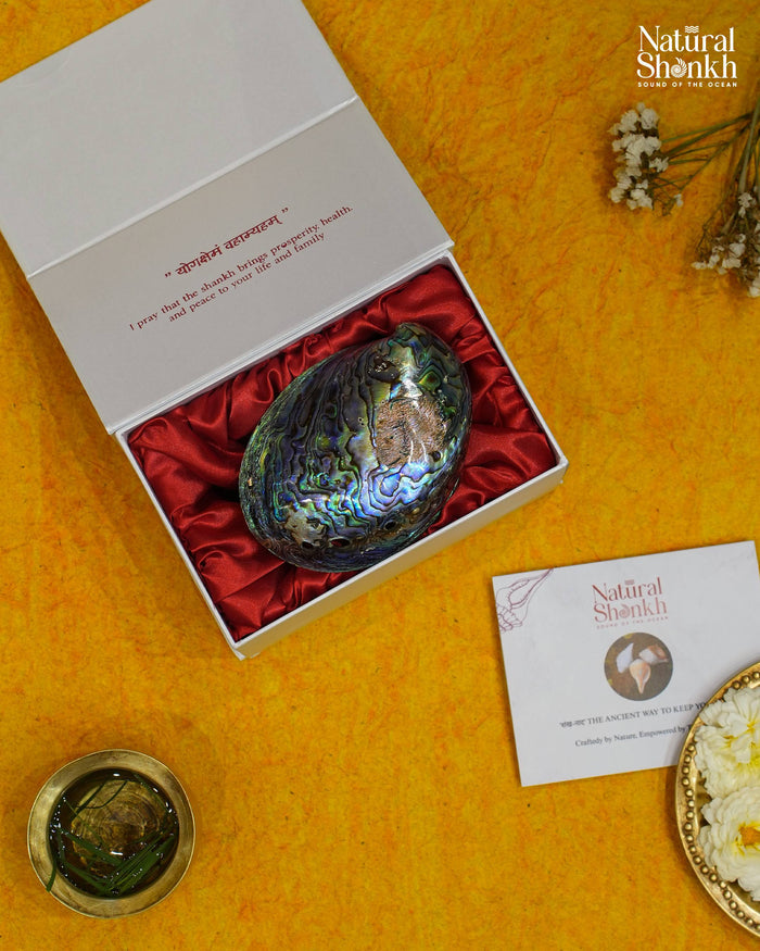 Natural Rare Abalone Seep (Multi Colour) - For Statement Decor