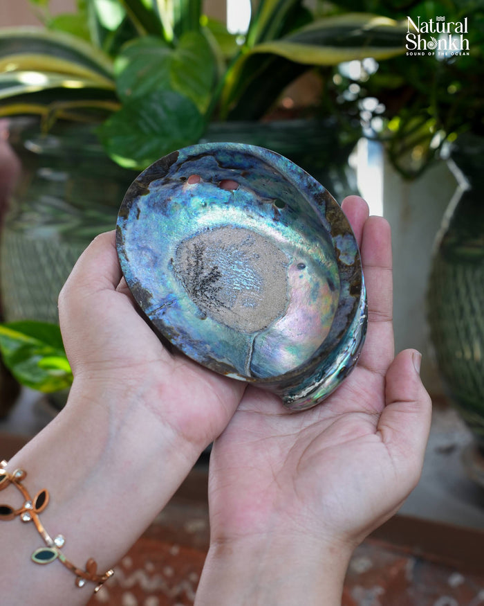 Natural Rare Abalone Seep (Multi Colour) - For Statement Decor