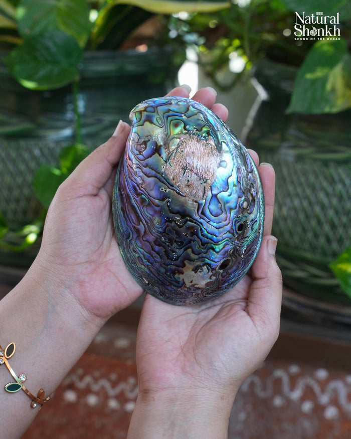 Natural Rare Abalone Seep (Multi Colour) - For Statement Decor