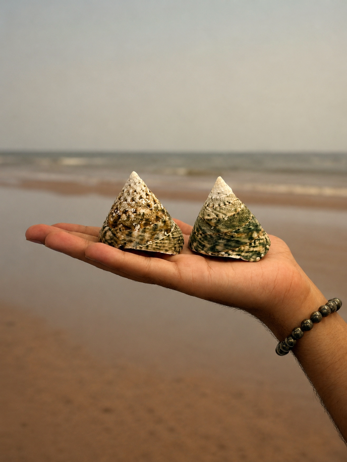 Natural Sumeru Moti Shankh - For Lakshmi Puja and Prosperity