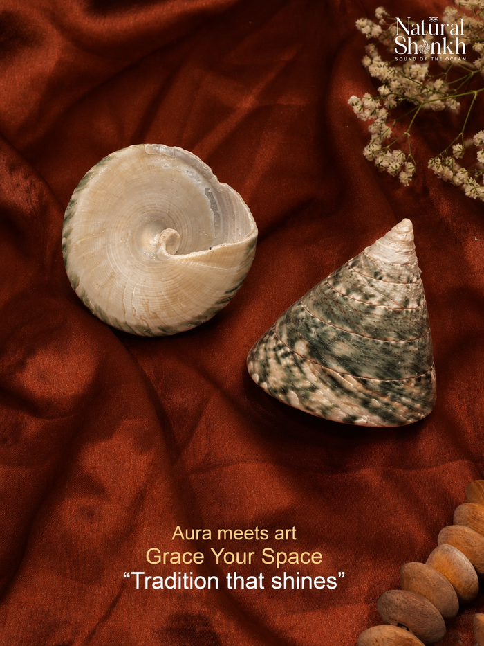 Natural Sumeru Moti Shankh - For Lakshmi Puja and Prosperity