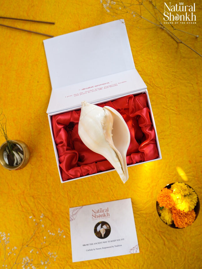 Padam-Puja Shankh (Non Blowing)