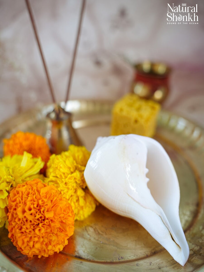 Padam-Puja Shankh (Non Blowing)