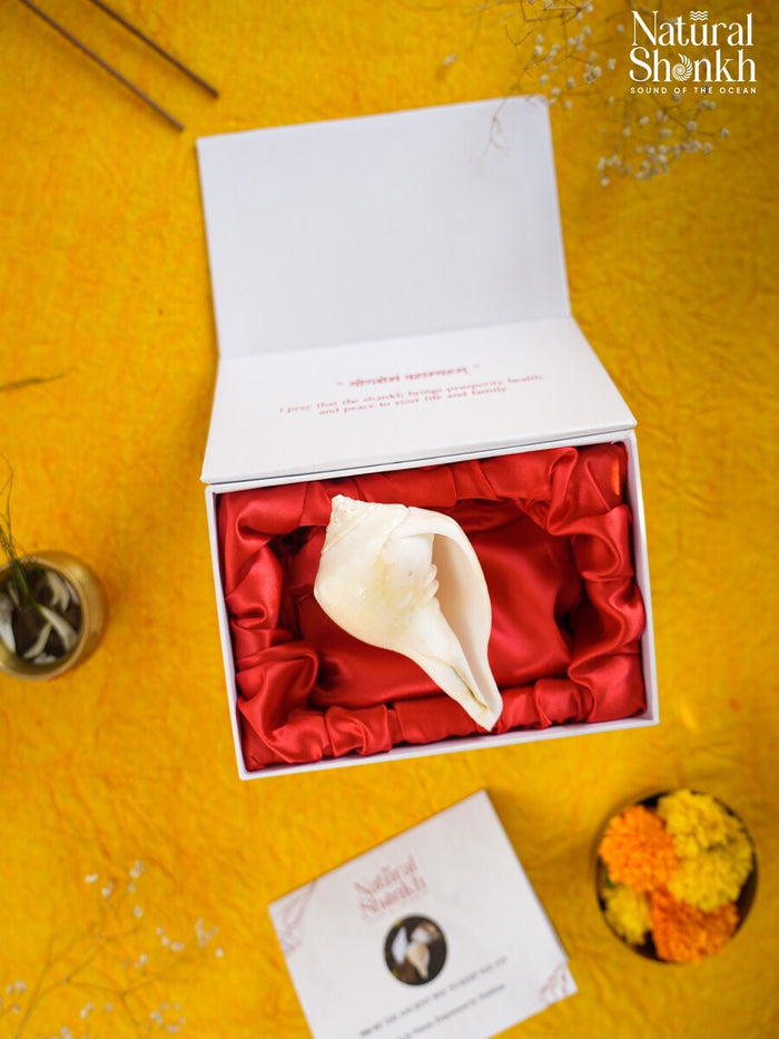 Padam-Puja Shankh (Non Blowing)