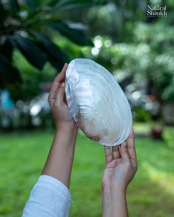 Pearl Seep - Natural Mother-Of-Pearl Shell