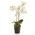 Phalaenopsis Faux Orchid Drop-In n- The Well Appointed House