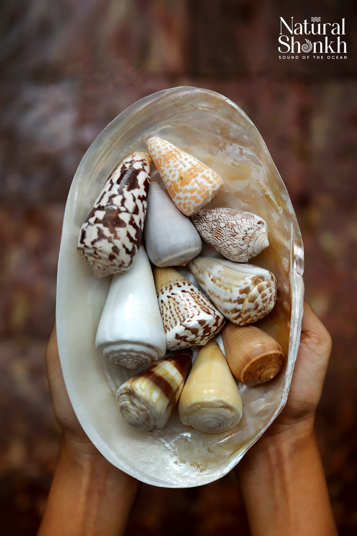 Rare Cone Shell Set - For Vastu and Decor (10 Pcs)