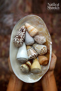 Rare Cone Shell Set - For Vastu and Decor (10 Pcs)