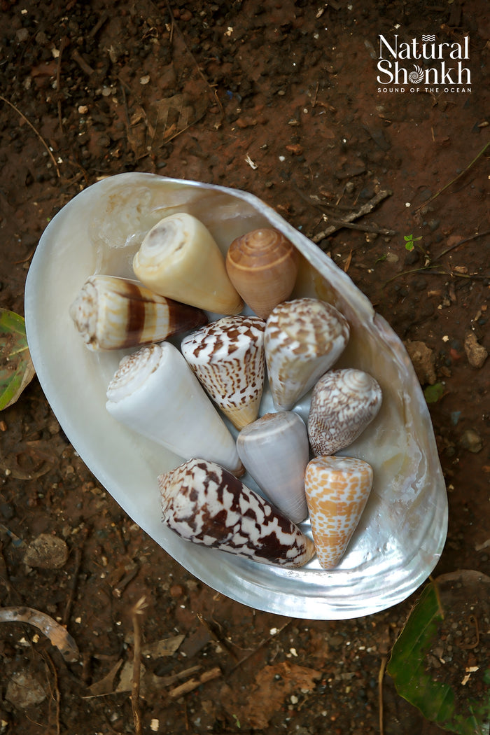 Rare Cone Shell Set - For Vastu and Decor (10 Pcs)