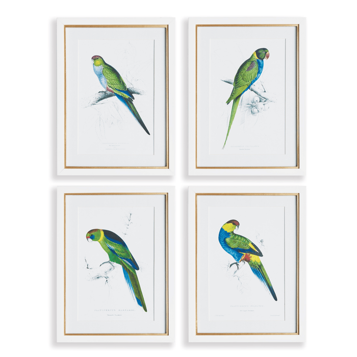 Set of 4 Colorful Parrot Framed Prints - Paintings - The Well Appointed House