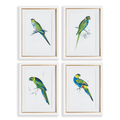 Set of 4 Colorful Parrot Framed Prints - Paintings - The Well Appointed House