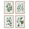 Set of 4 Verdant Branch Framed Prints - Paintings - The Well Appointed House