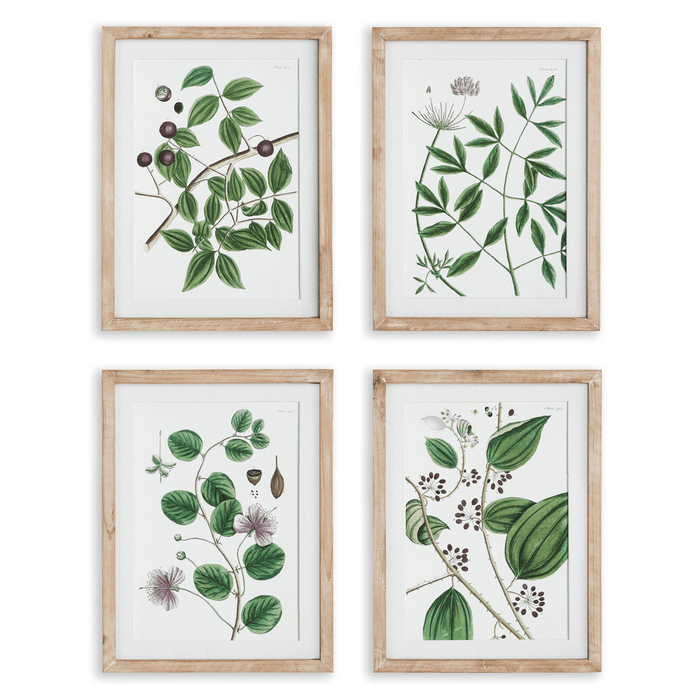 Set of 4 Verdant Branch Framed Prints - Paintings - The Well Appointed House