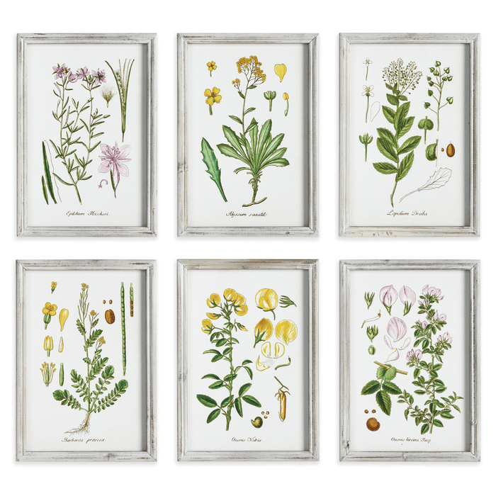Set of 6 Botanical Study Perennial Framed Prints - Paintings - The Well Appointed House