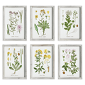 Set of 6 Botanical Study Perennial Framed Prints - Paintings - The Well Appointed House