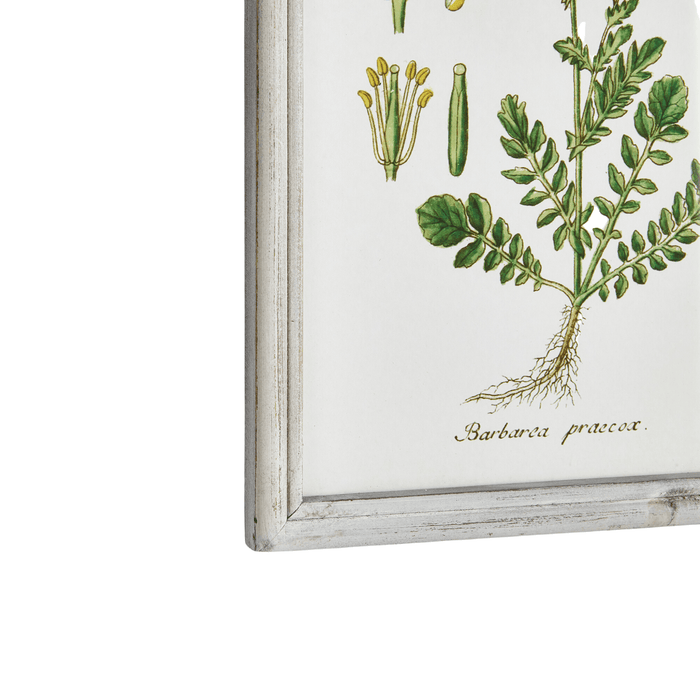 Set of 6 Botanical Study Perennial Framed Prints - Paintings - The Well Appointed House