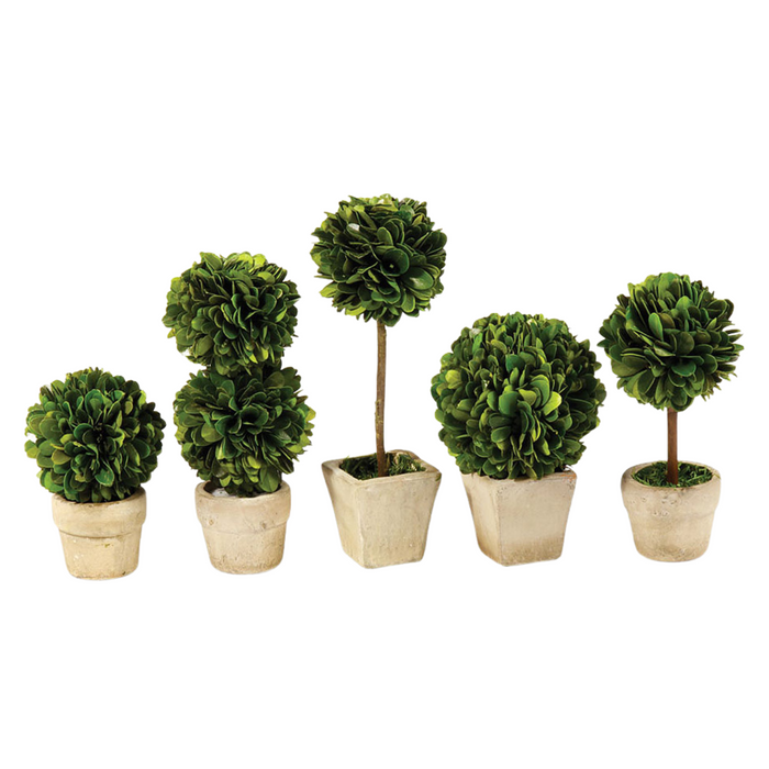 Set of Five Mini Boxwood Topiaries in Pots - The Well Appointed House