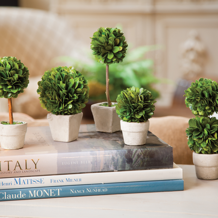 Set of Five Mini Boxwood Topiaries in Pots - The Well Appointed House